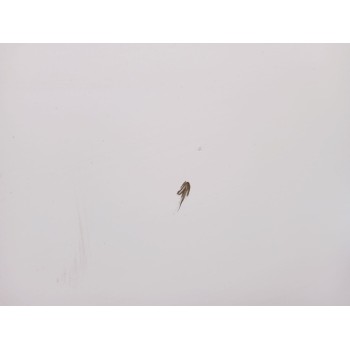 Recambio de capot para hyundai ix55 3.0 v6 crdi 4wd referencia OEM IAM 664003J010  