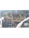 Recambio de motor completo para fiat scudo (222) 2.0 jtd cat referencia OEM IAM RHX MAL PARA DESGUACE SIN TURBO