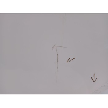 Recambio de puerta trasera izquierda para hyundai santa fe (bm) 2.2 crdi cat referencia OEM IAM   