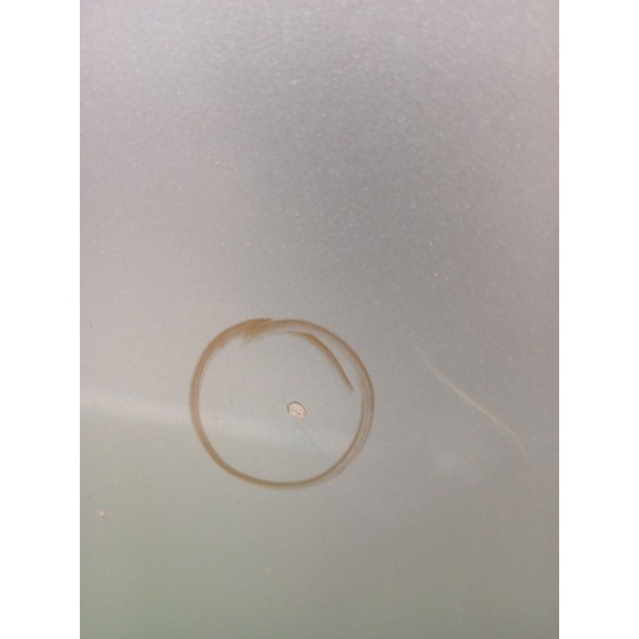 Recambio de capot para kia sportage concept referencia OEM IAM   