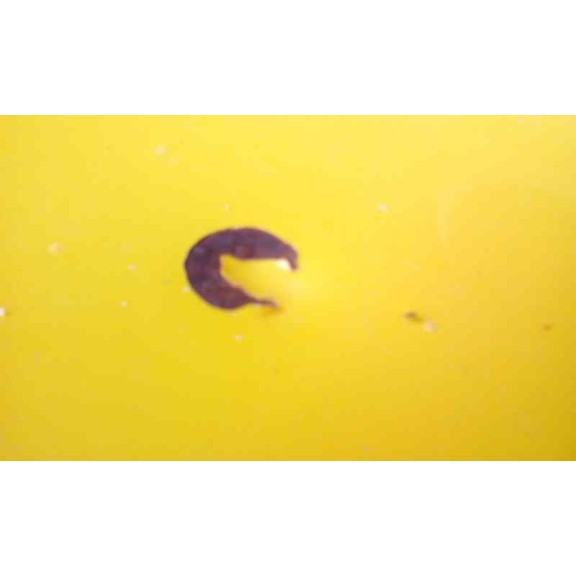 seat ibiza (6k1) del año 2001