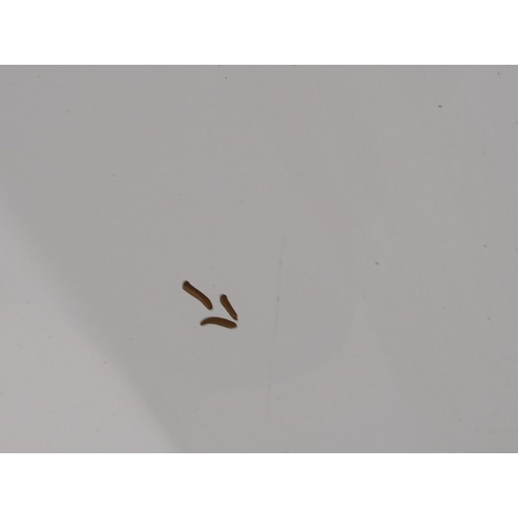 Recambio de capot para ford c-max edition referencia OEM IAM   