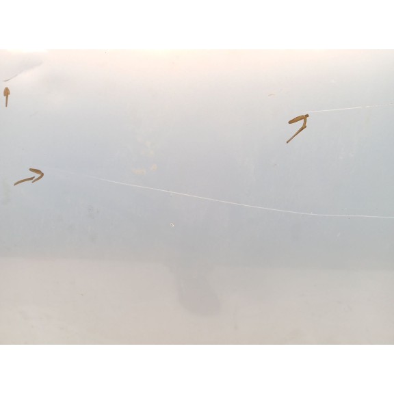 Recambio de puerta delantera izquierda para seat ibiza iii (6l1) 1.4 tdi referencia OEM IAM 6L4831055S  