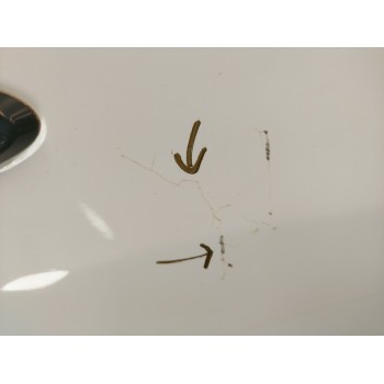 Recambio de aleta delantera derecha para ford kuga ii (dm2) 1.5 ecoboost referencia OEM IAM 2344151  