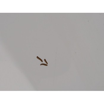 Recambio de capot para ford c-max edition referencia OEM IAM   