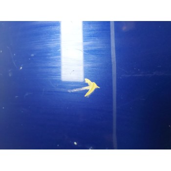 Recambio de paragolpes delantero para ford focus iii 1.6 tdci referencia OEM IAM bm5117757a  1 SERIE