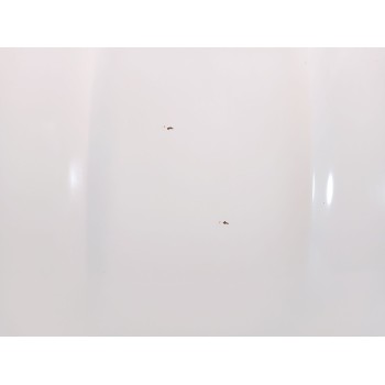 Recambio de capot para nissan qashqai i (j10, nj10) 2.0 referencia OEM IAM   
